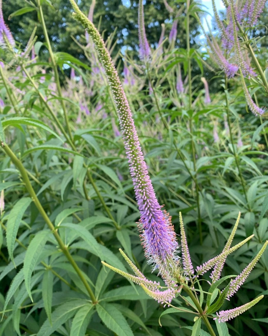 Вероникаструм Аполло