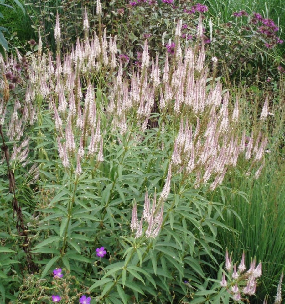 Вероникаструм виргинский Пинк Глоу