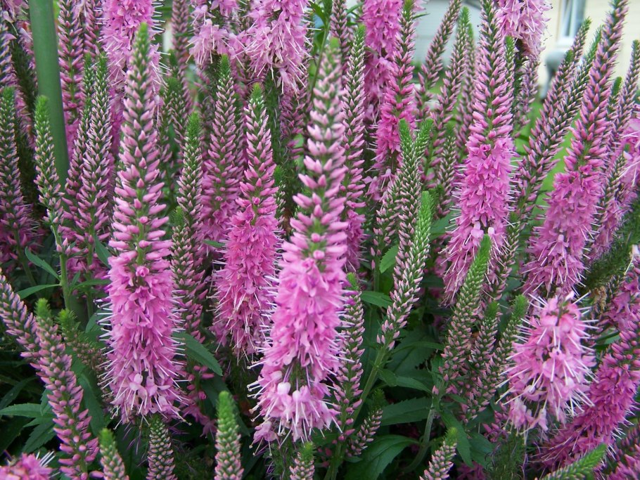 Вероникаструм виргинский Адорейшен