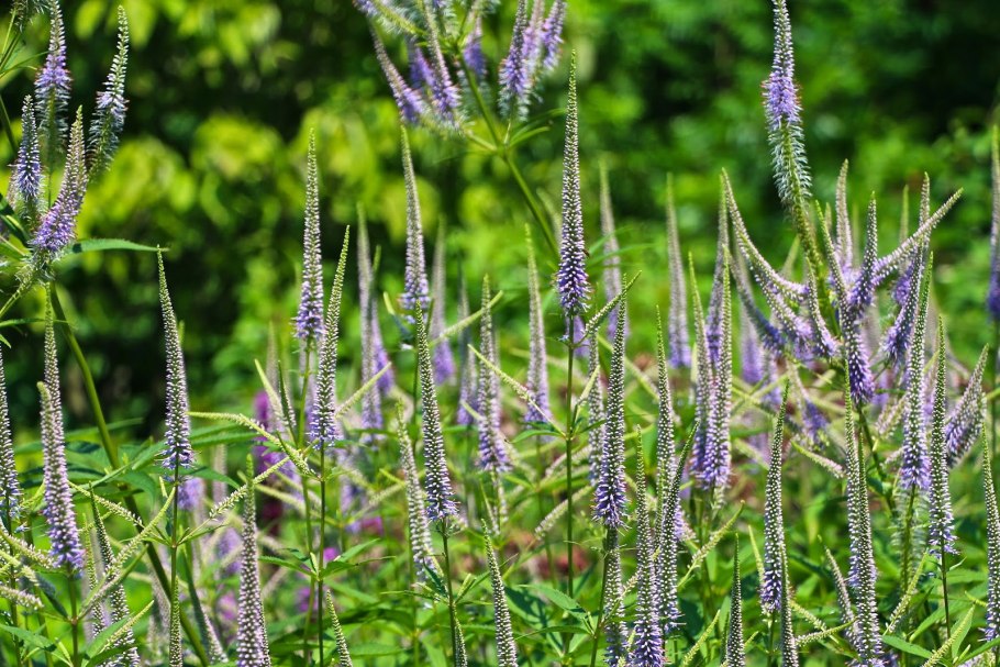 Вероникаструм виргинский Фасцинейшн