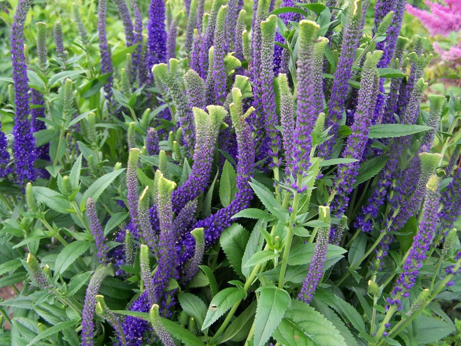 Вероникаструм виргинский (Veronicastrum virginicum)