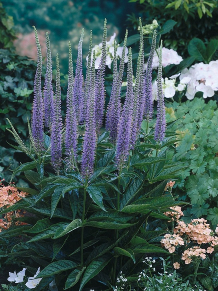 Вероникаструм Pink Glow