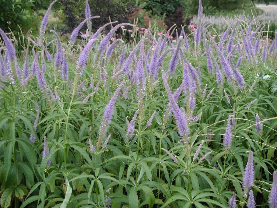 Вероникаструм виргинский fascination