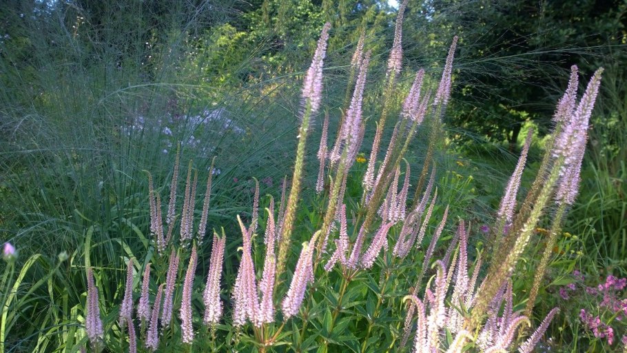 Вероникаструм Veronicastrum virginicum Red arrow