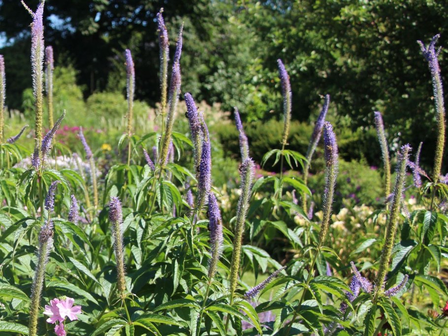 Вероникаструм Эрика