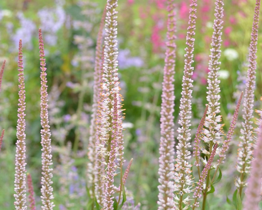 Вероникаструм виргинский Аполло