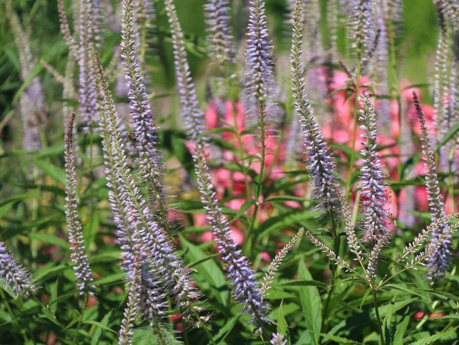 Вероникаструм виргинский альбум