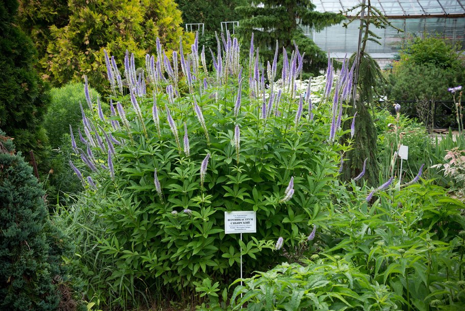 Вероникаструм Сибирский (Veronicastrum sibiricum)