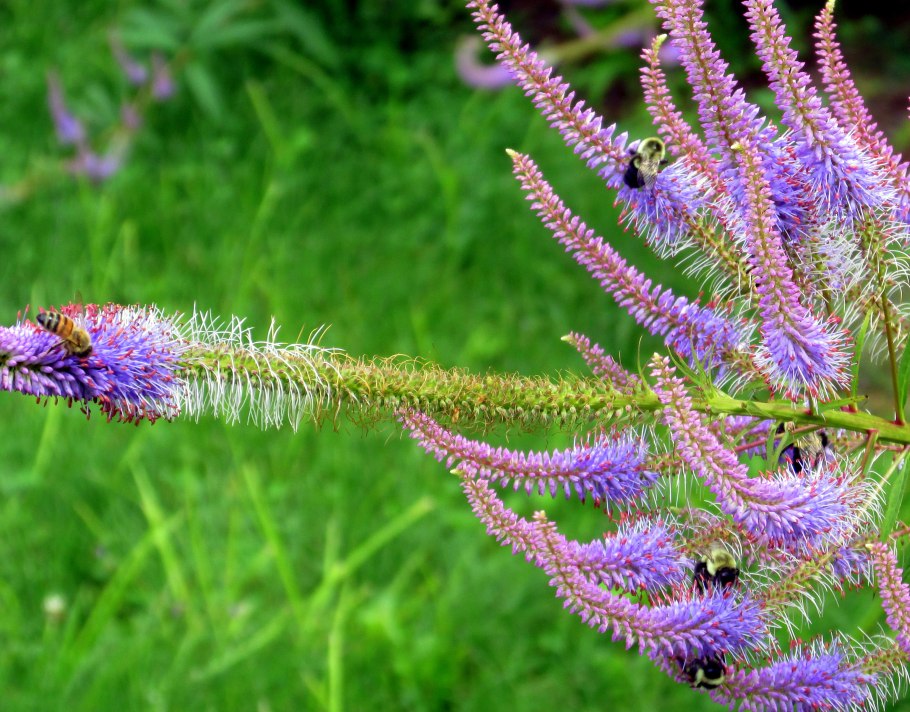 Вероникаструм виргинский Фасцинейшн