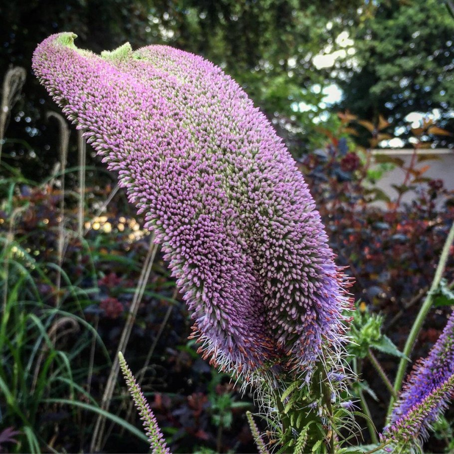 Вероникаструм виргинский Apollo