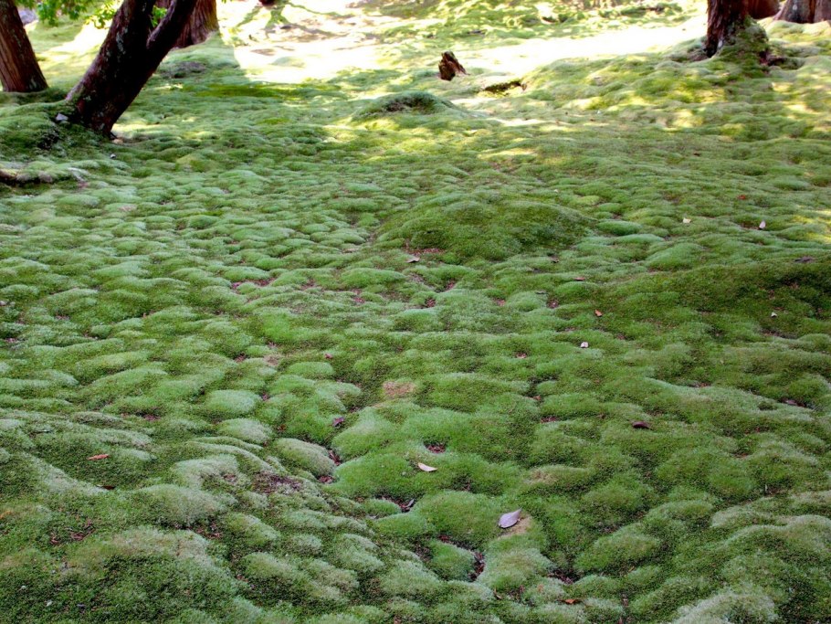 Мох Тиангаро