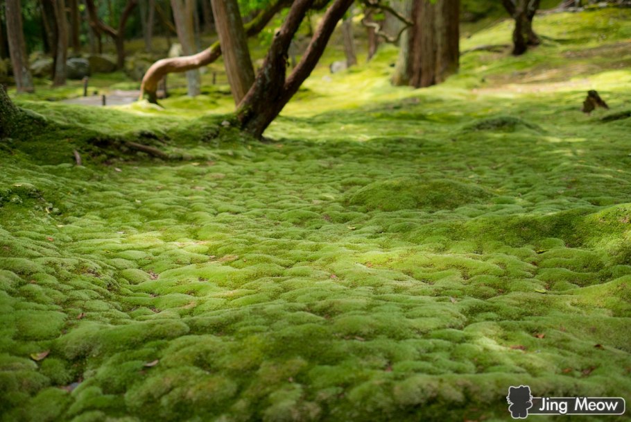 Сад мхов Сайходзи в Киото (Япония)