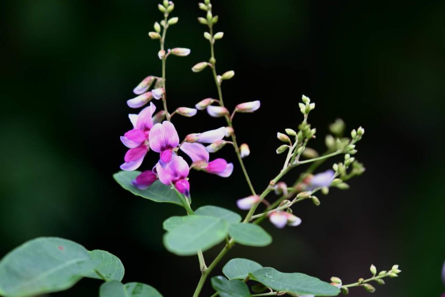 Леспедеца головчатая