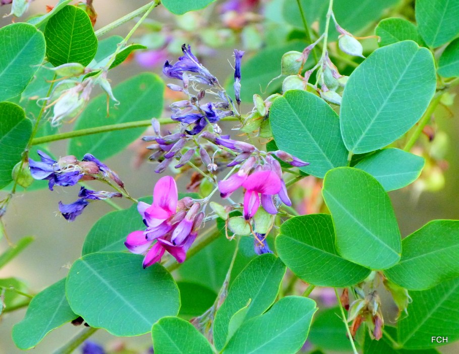 Lespedeza thunbergii