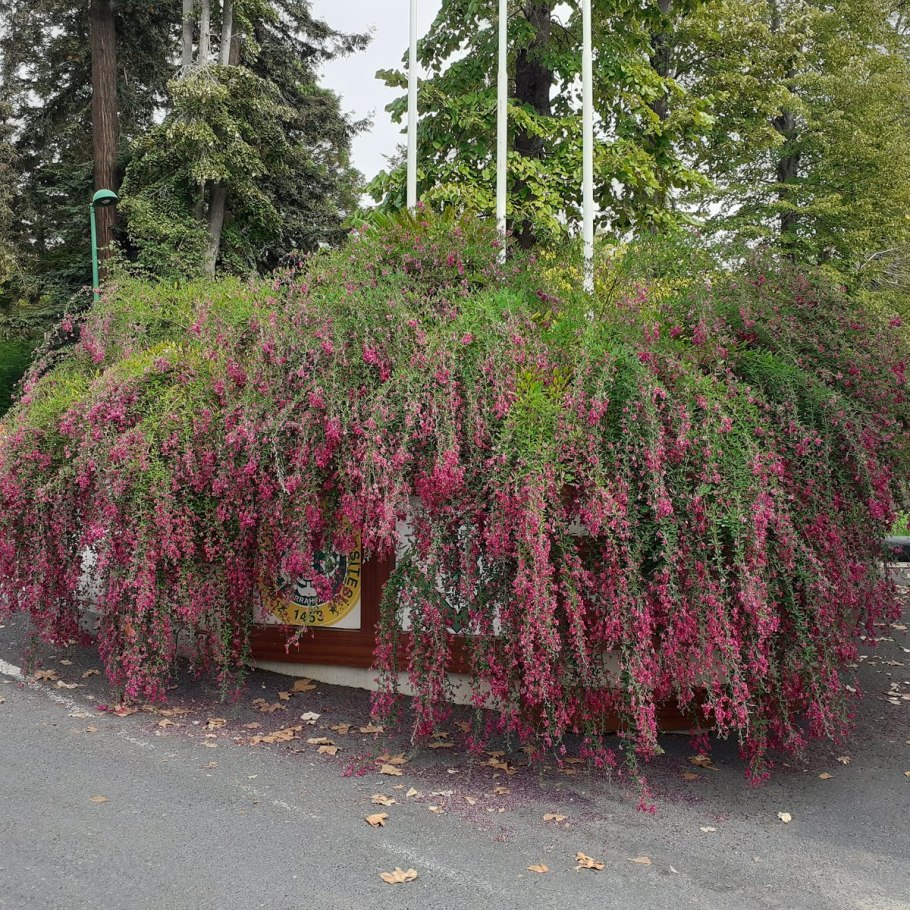 Lespedeza thunbergii