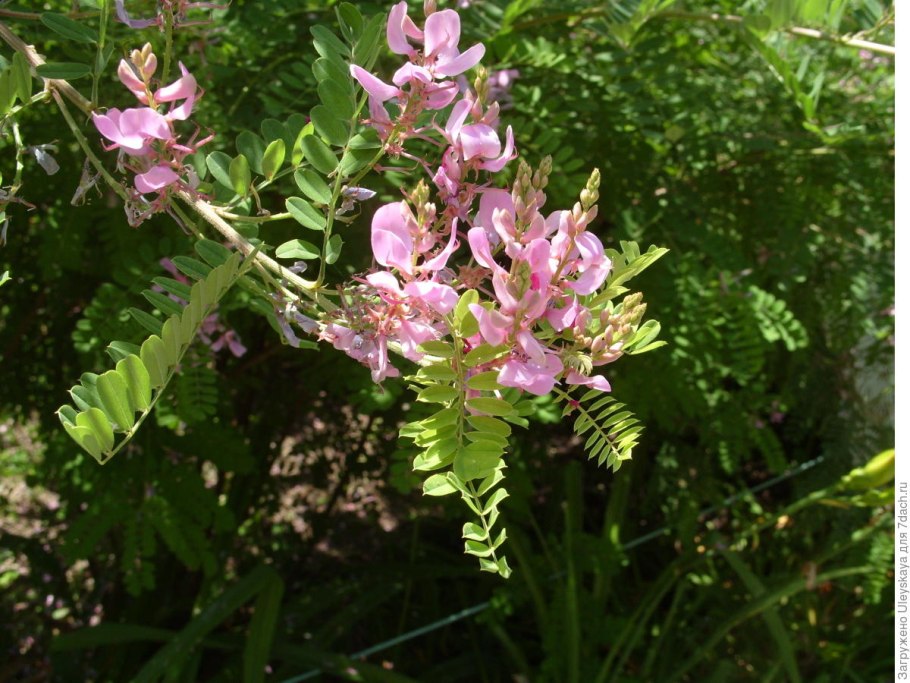 Леспедеца двуцветная