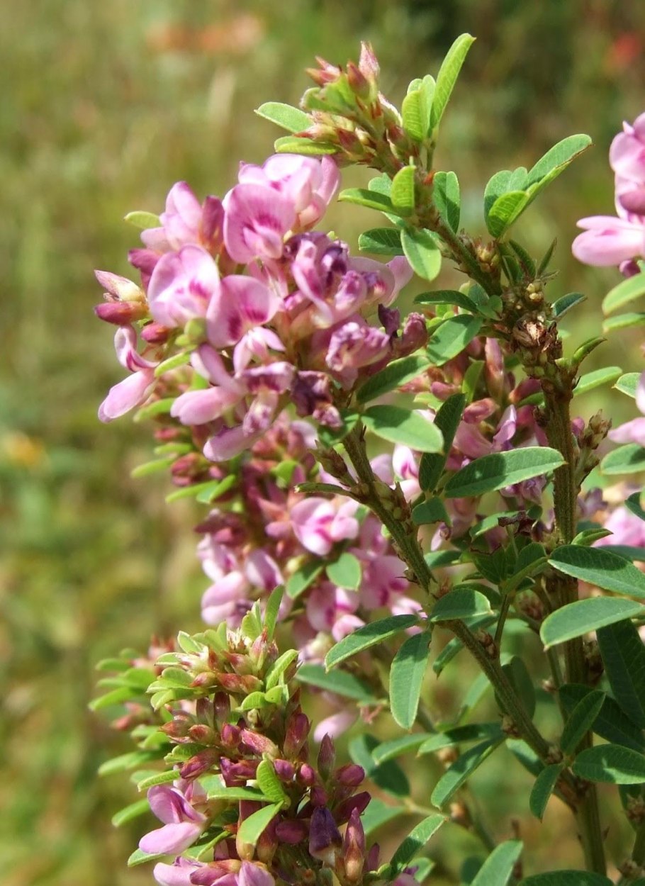 Леспедеца двуцветная