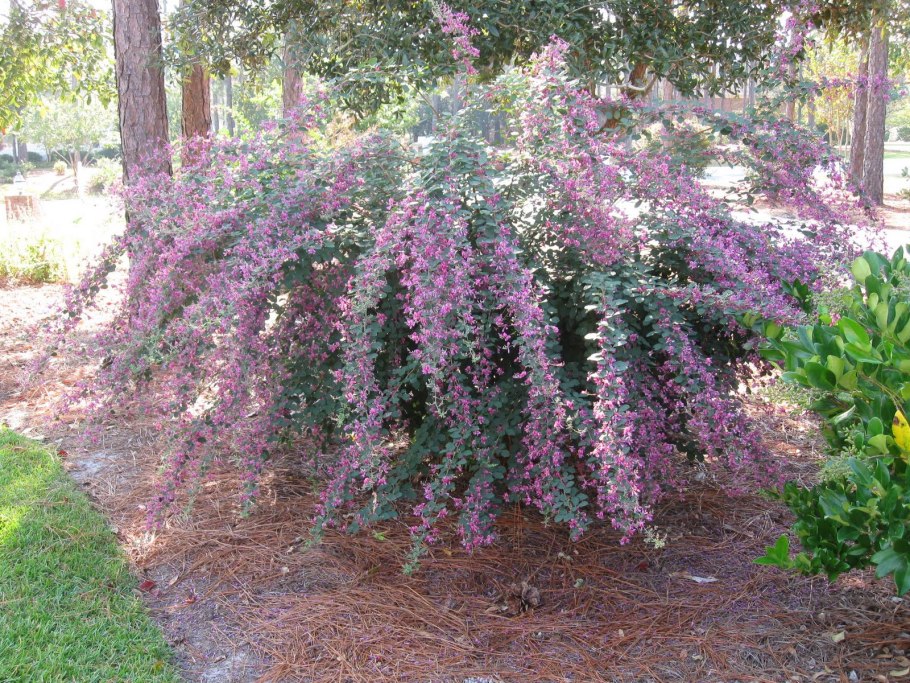 Леспедеца Тунберга