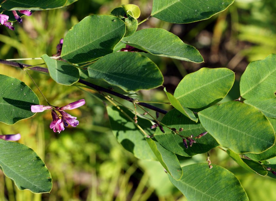 Леспедеца двуцветная (Lespedeza bicolor Turcz.)