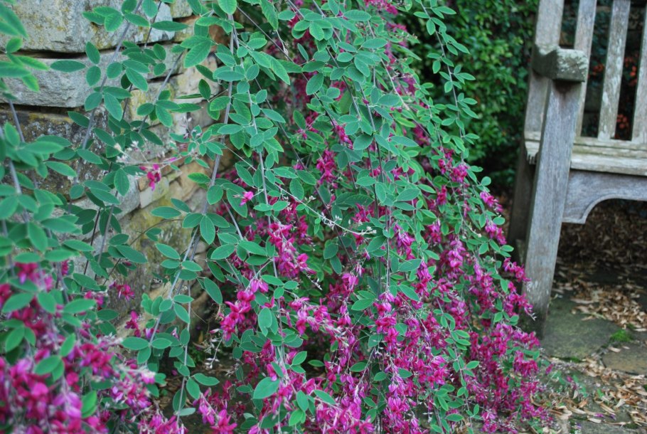 Леспедеца двуцветная (Lespedeza bicolor Turcz.)
