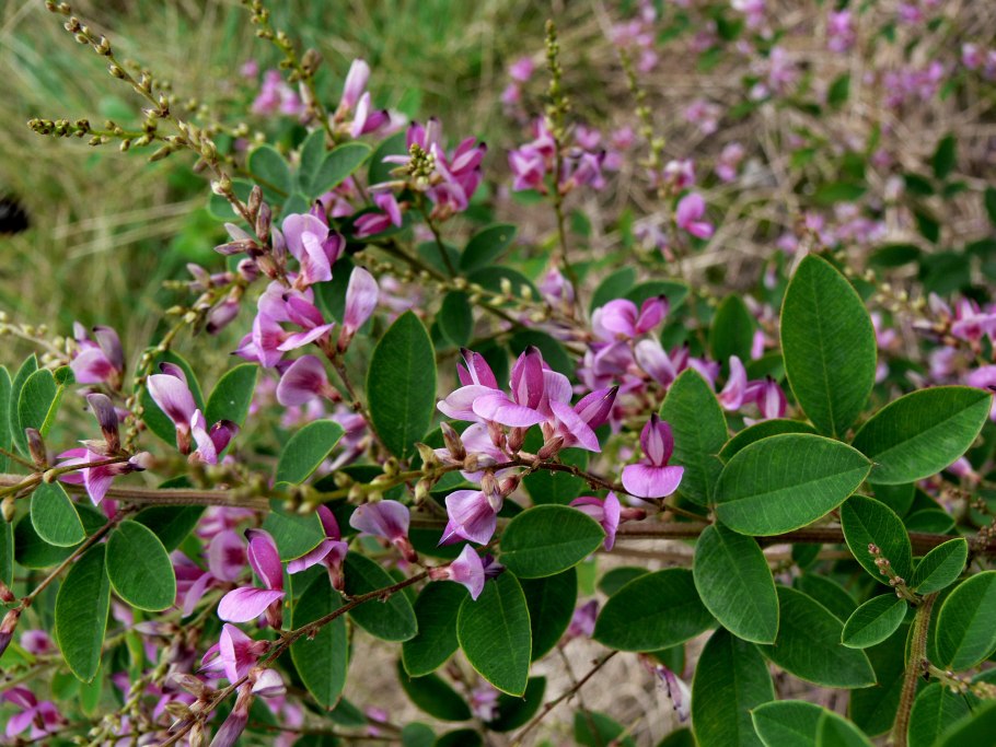 Леспедеца двуцветная биколор