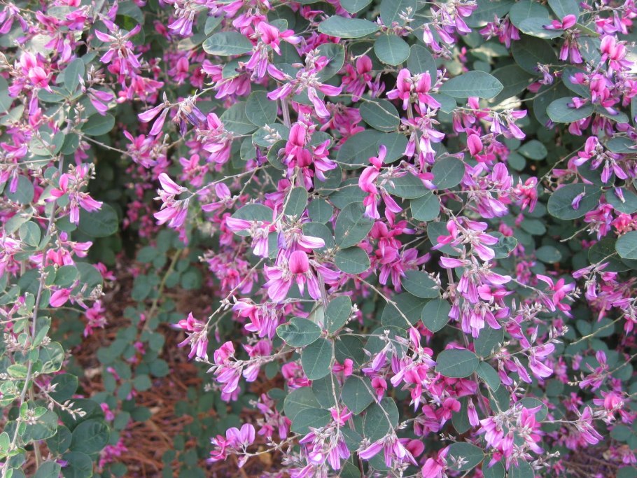 Леспедеца войлочная