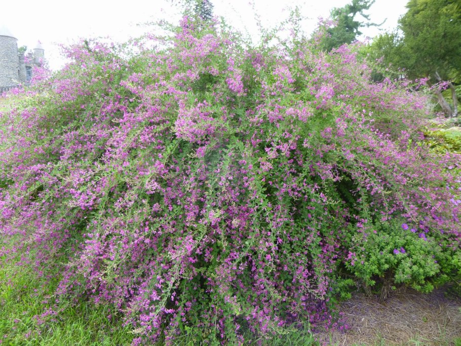 Леспедеца двуцветная