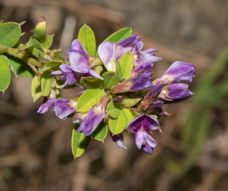 Леспедеца Тунберга