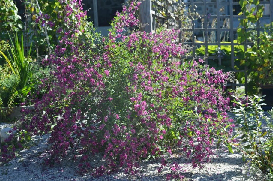 Леспедеца Лиана