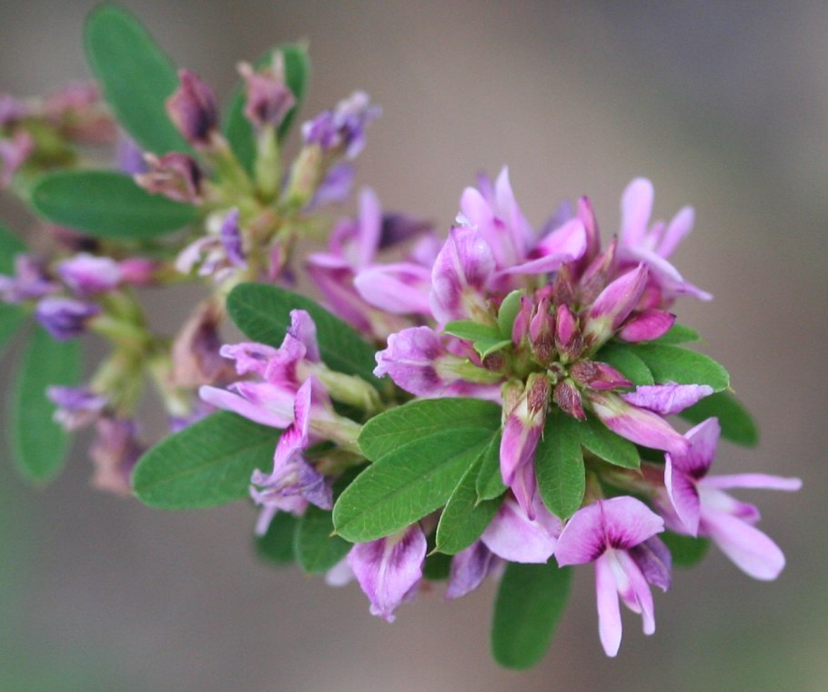 Леспедеца головчатая