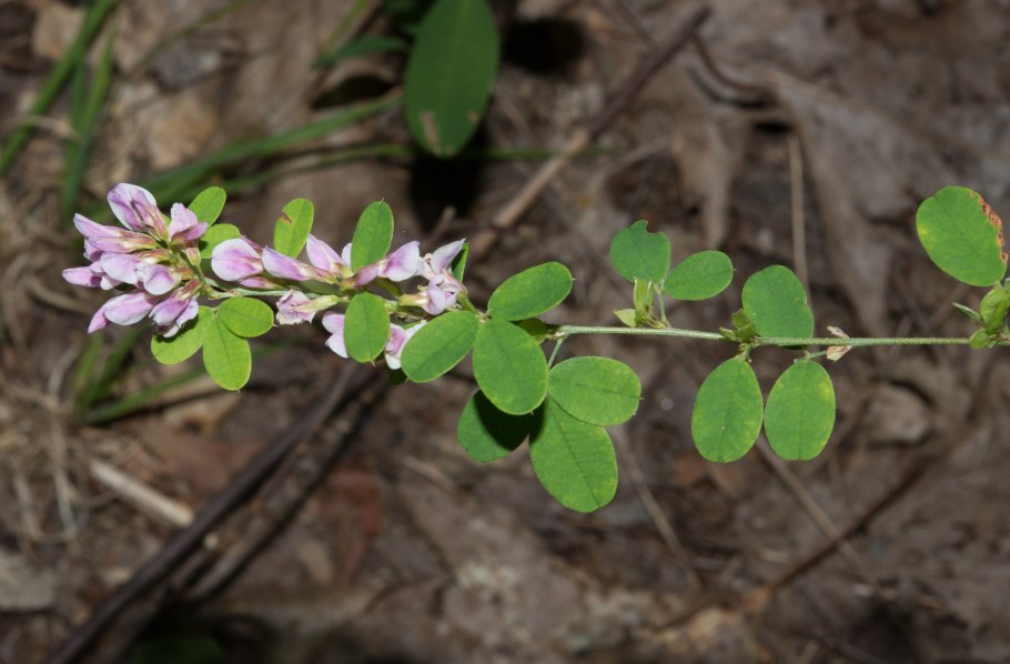 Lespedeza thunbergii