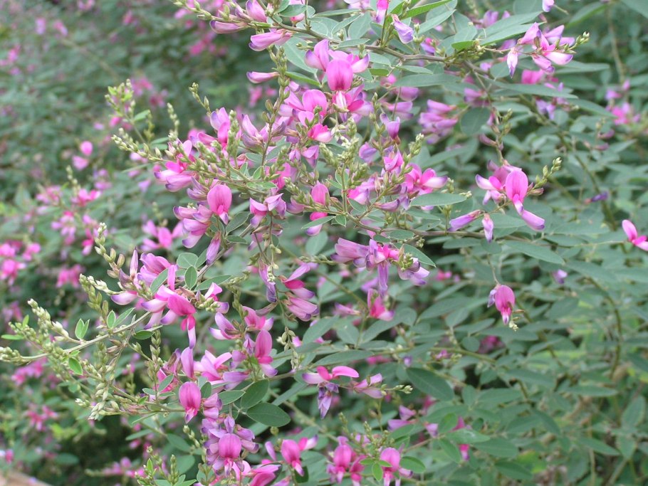 Леспедеца двуцветная (Lespedeza bicolor)