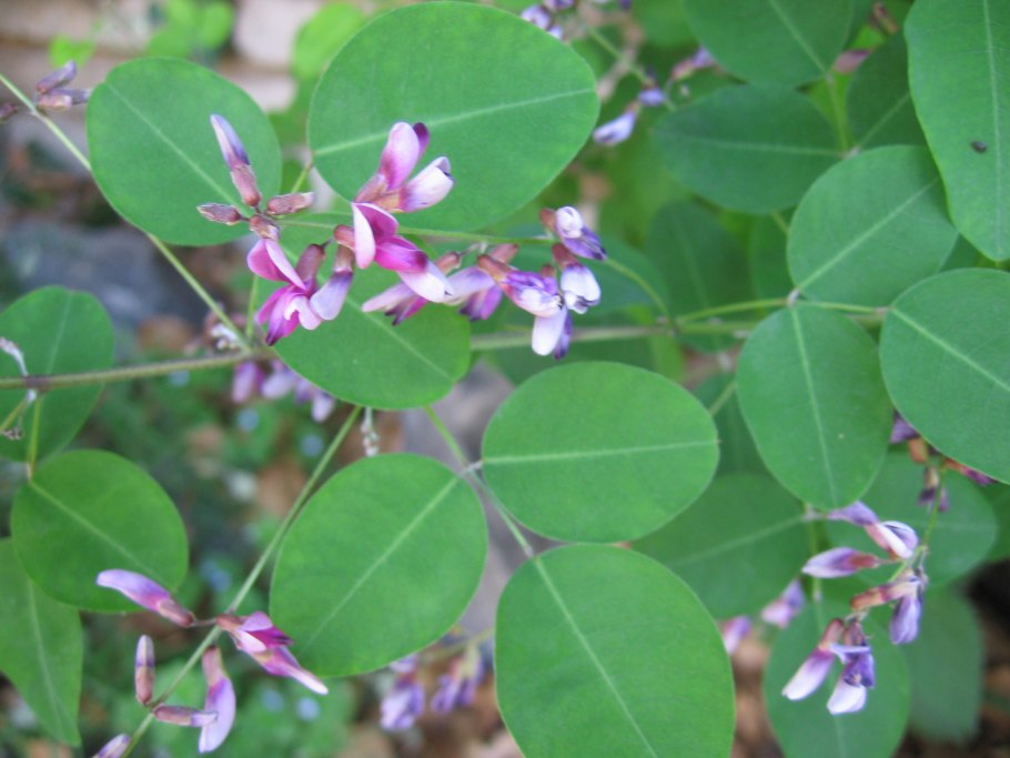 Леспедеца ситниковая