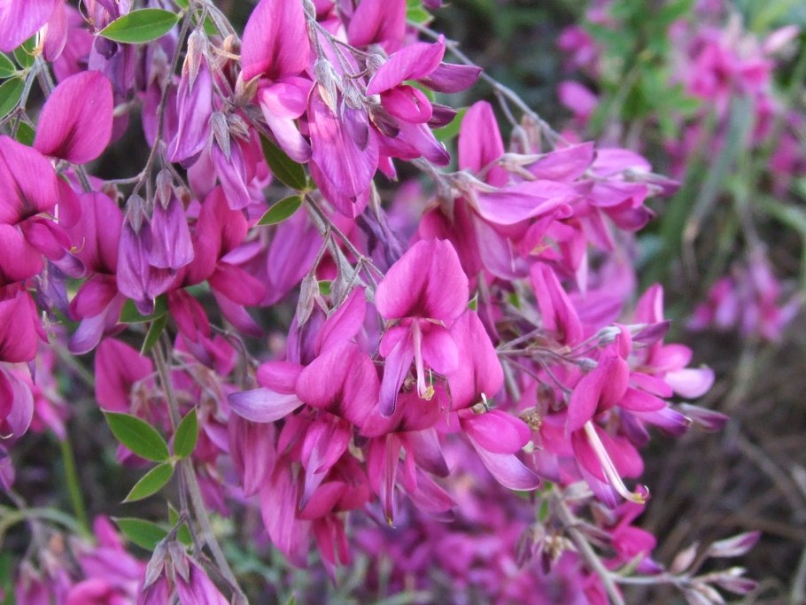 Леспедеца копеечниковая