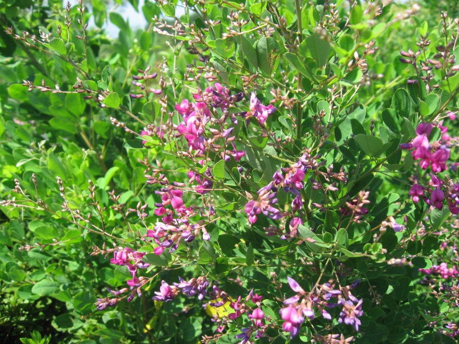 Леспедеция кустарник