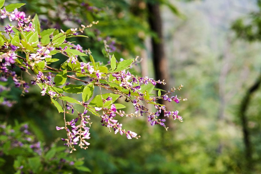 Леспедеца двуцветная (Lespedeza bicolor Turcz.)
