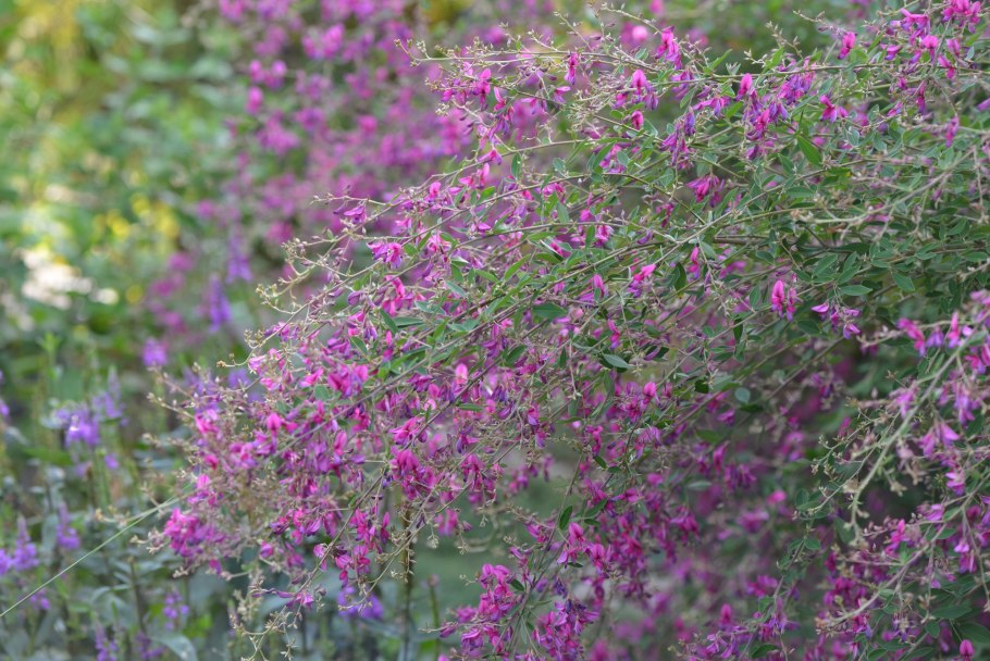 Леспедеца двуцветная