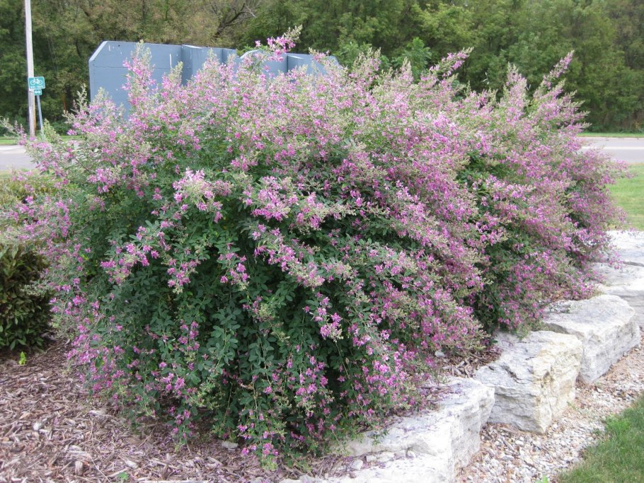 Леспедеца двуцветная