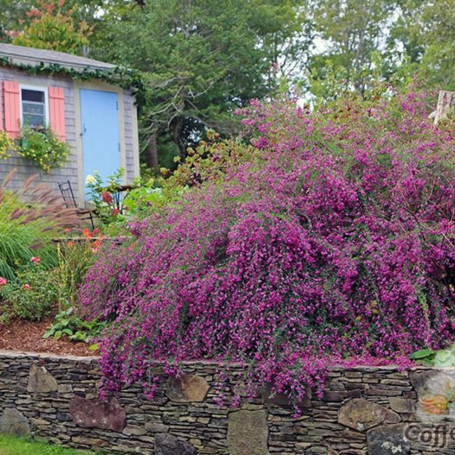 Lespedeza cyrtobotrya