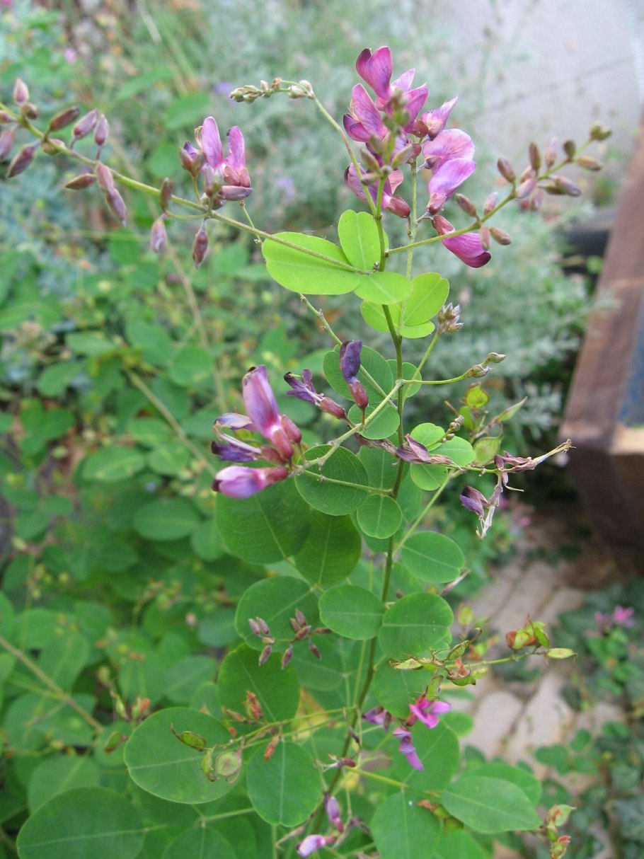 Трава Леспедеца