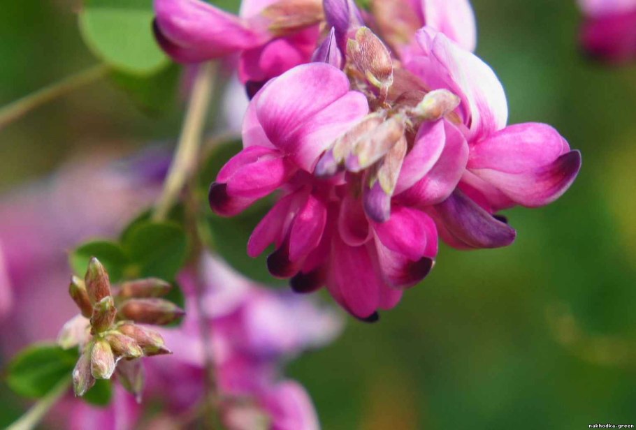 Леспедеца Дальневосточная