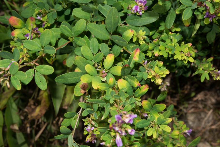 Леспедеца двуцветная (Lespedeza bicolor)