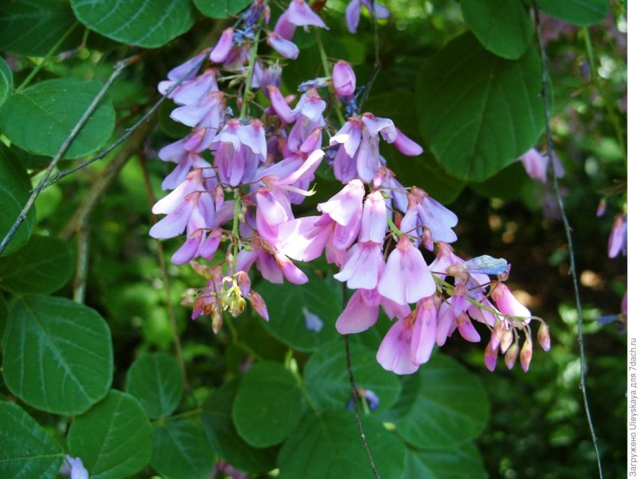 Леспедеца Тунберга