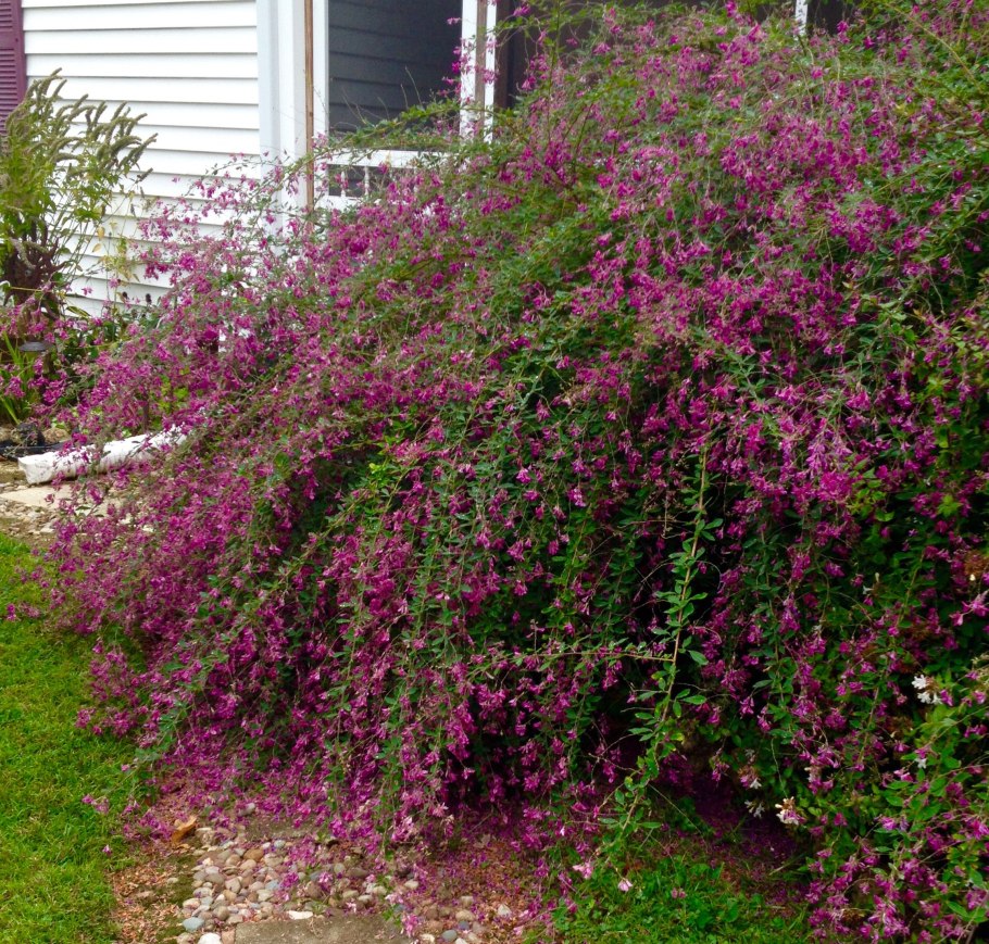 Леспедеца кривокистевая