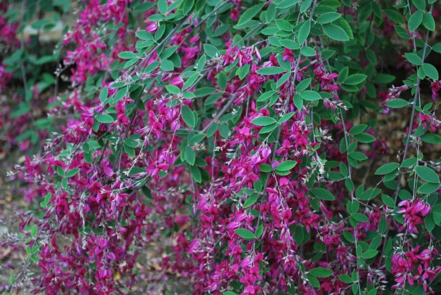 Леспедеца двуцветная