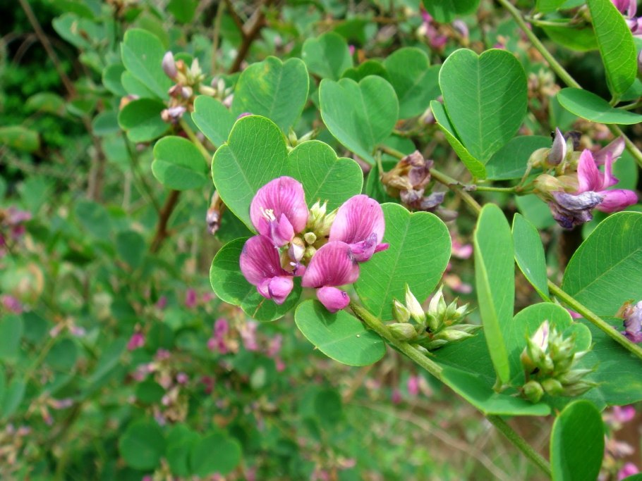 Леспедеца копеечниковая