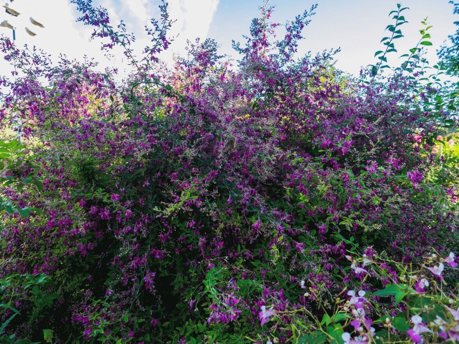 Lespedeza thunbergii