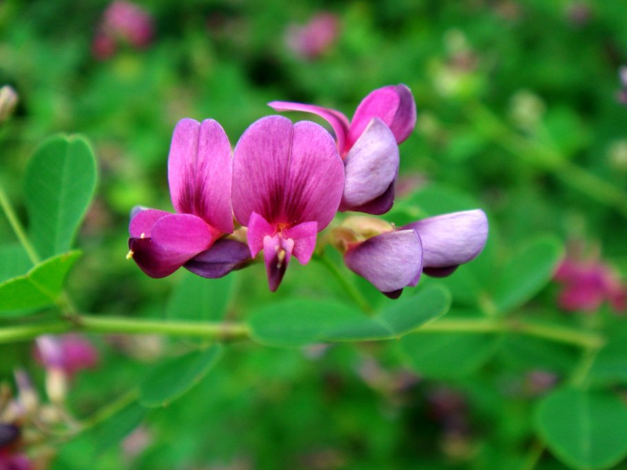 Леспедеца двуцветная (Lespedeza bicolor)