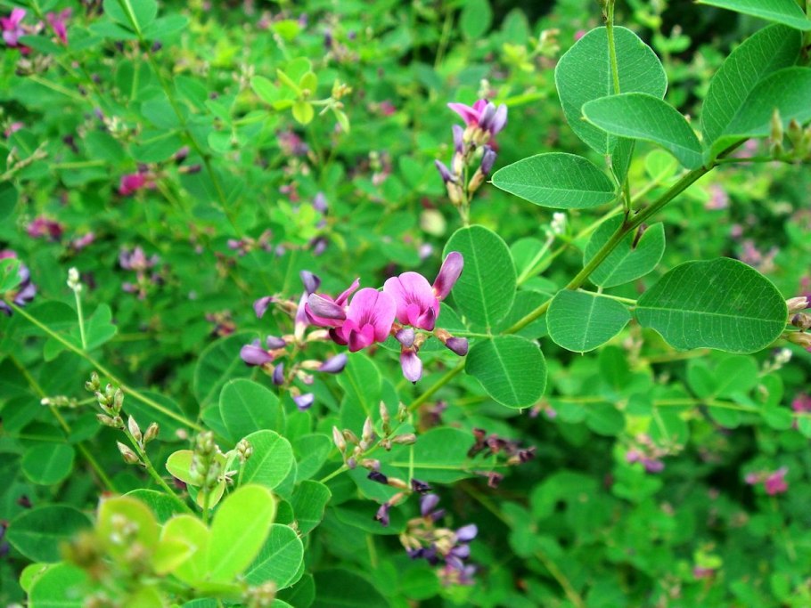 Леспедеца двуцветная (Lespedeza bicolor)