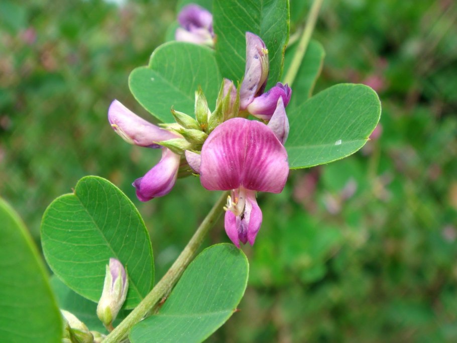 Леспедеца Даурская